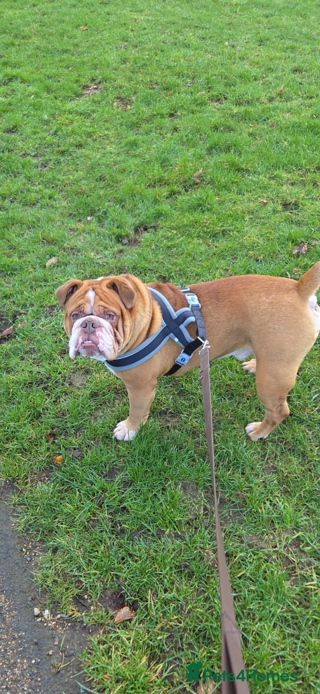 Olde English Bulldogge dogs for stud: Olde English bulldogge for stud - Advert 1