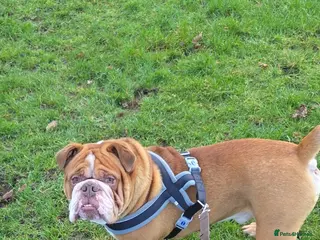Olde English Bulldogge dogs Olde English bulldogge for stud - Advert 4