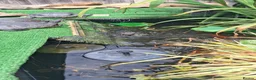 Terrapin reptiles for sale: Terrapin and turtle resue - Advert 2
