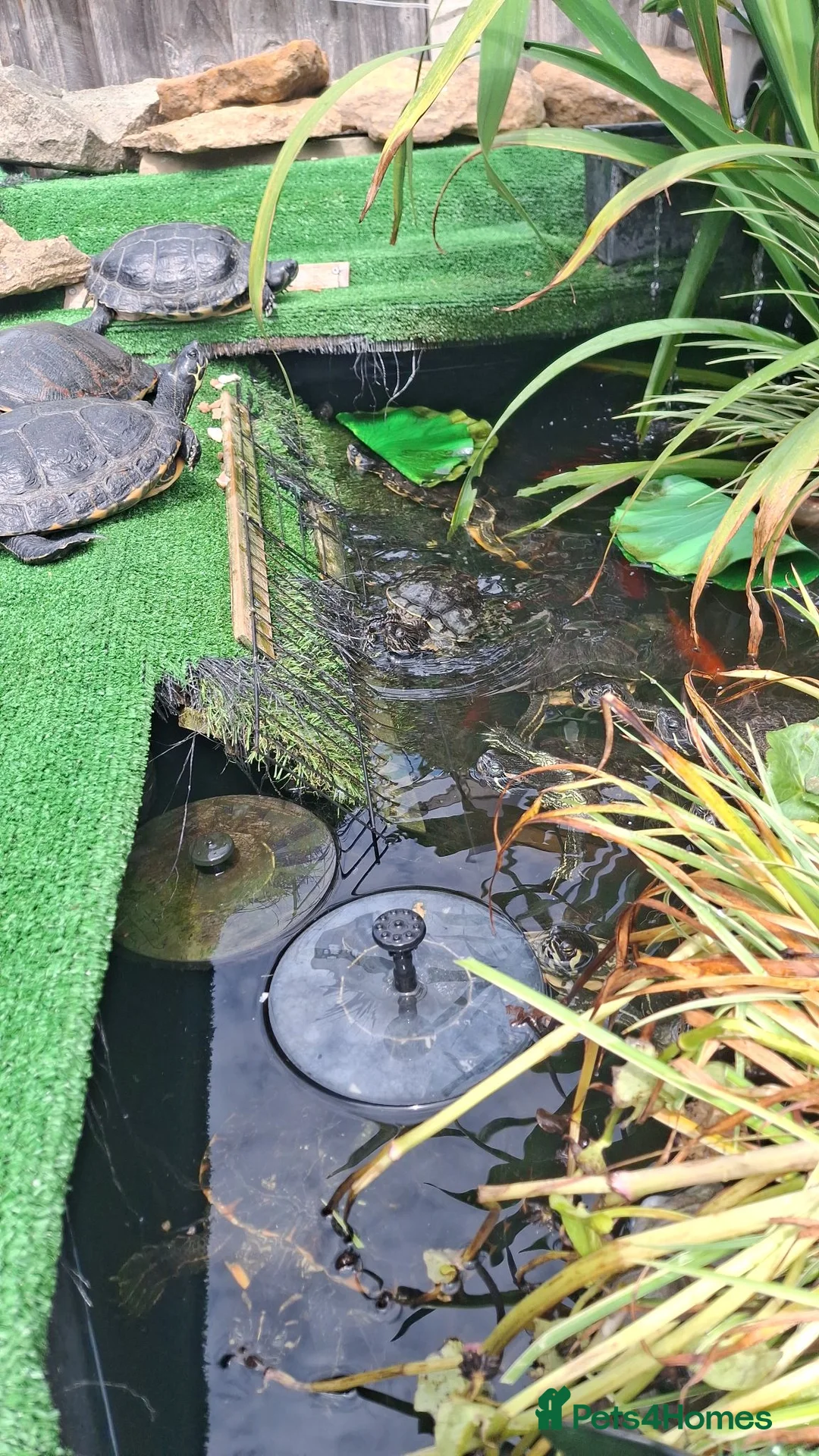 Terrapin reptiles for sale: Terrapin and turtle resue - Advert 2