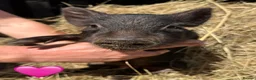 Pig livestock for sale: Miniature / Micro Piglets - Advert 7