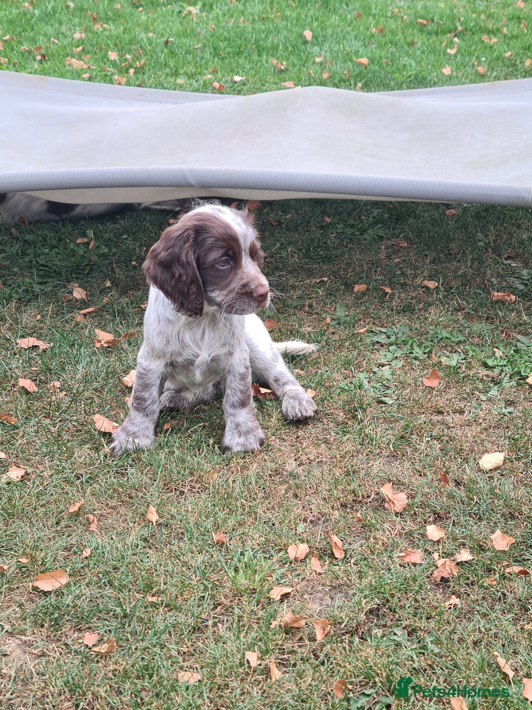 Sprocker dogs for sale: Sprocker puppies  - Image 6