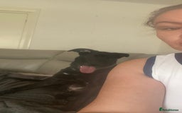 Mixed Breed dogs for sale: Cane corso mix puppy  - Image 4