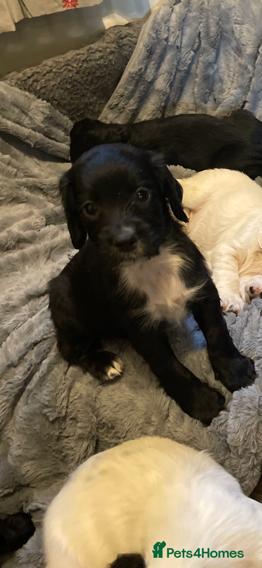Cocker Spaniel dogs for sale: KC Registered Cocker Spaniels  - Image 13