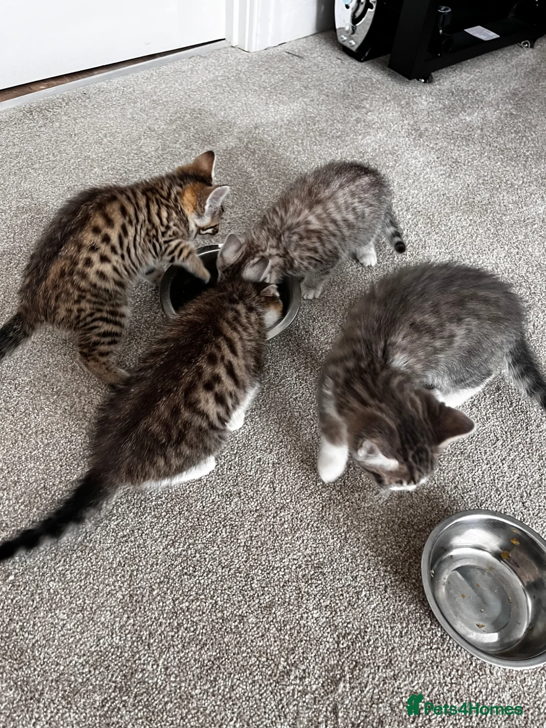 Mixed Breed cats for sale: 💕Simply Stunning Babies ready to leave💕 - Advert 1