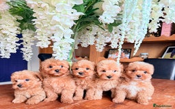 Mixed Breed dogs for sale: STUNNING F1 toy cairn-oodle pups TINY & rare  - Image 1