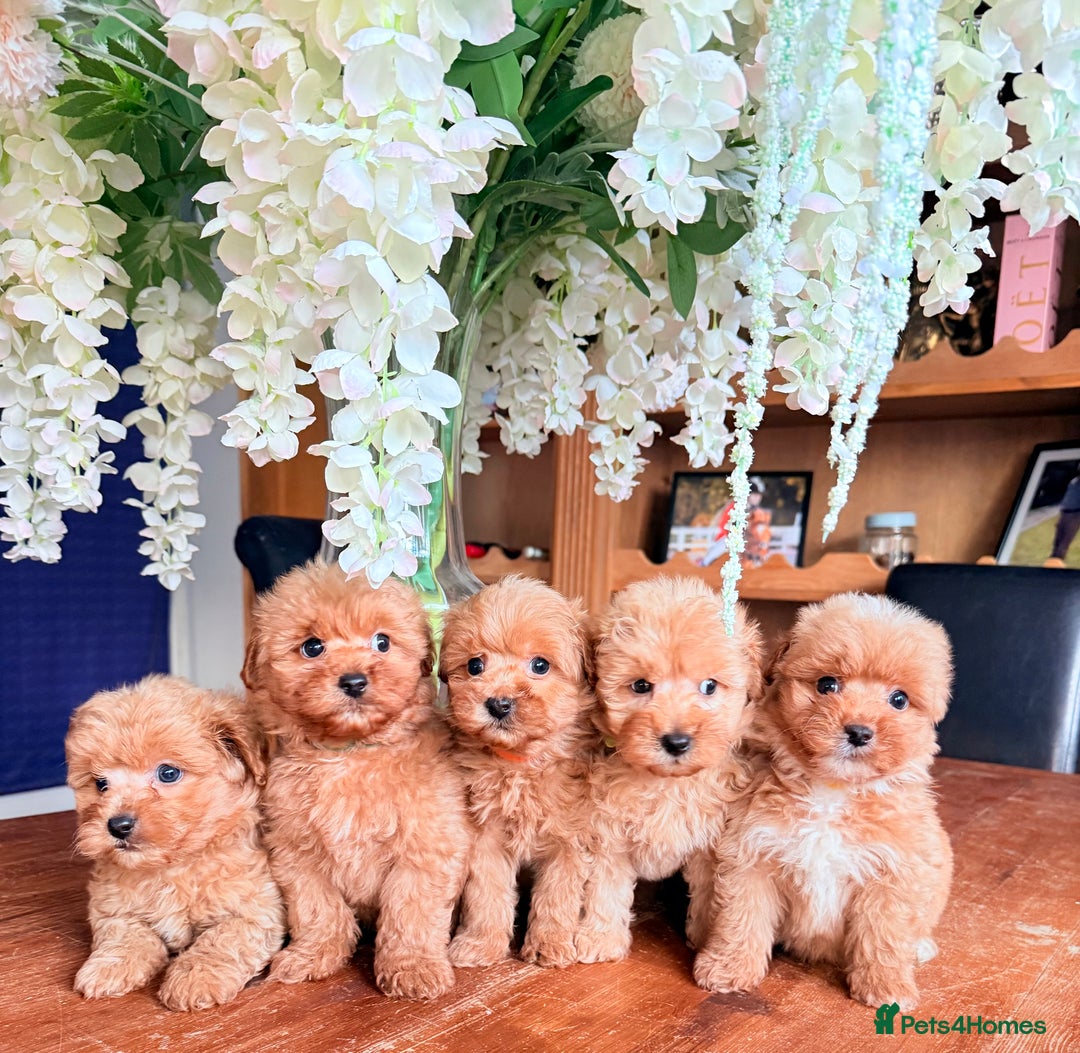 Mixed Breed dogs for sale: STUNNING F1 toy cairn-oodle pups TINY & rare  - Image 1