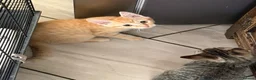 Mixed Breed cats for sale: Lovely Kittens Looking for Their Forever Homes 🐾 - Advert 12