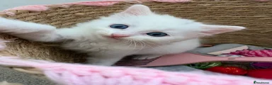 Turkish Angora 2