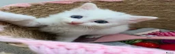 Turkish Angora cats for sale: Turkish Angora Cross - Advert 7