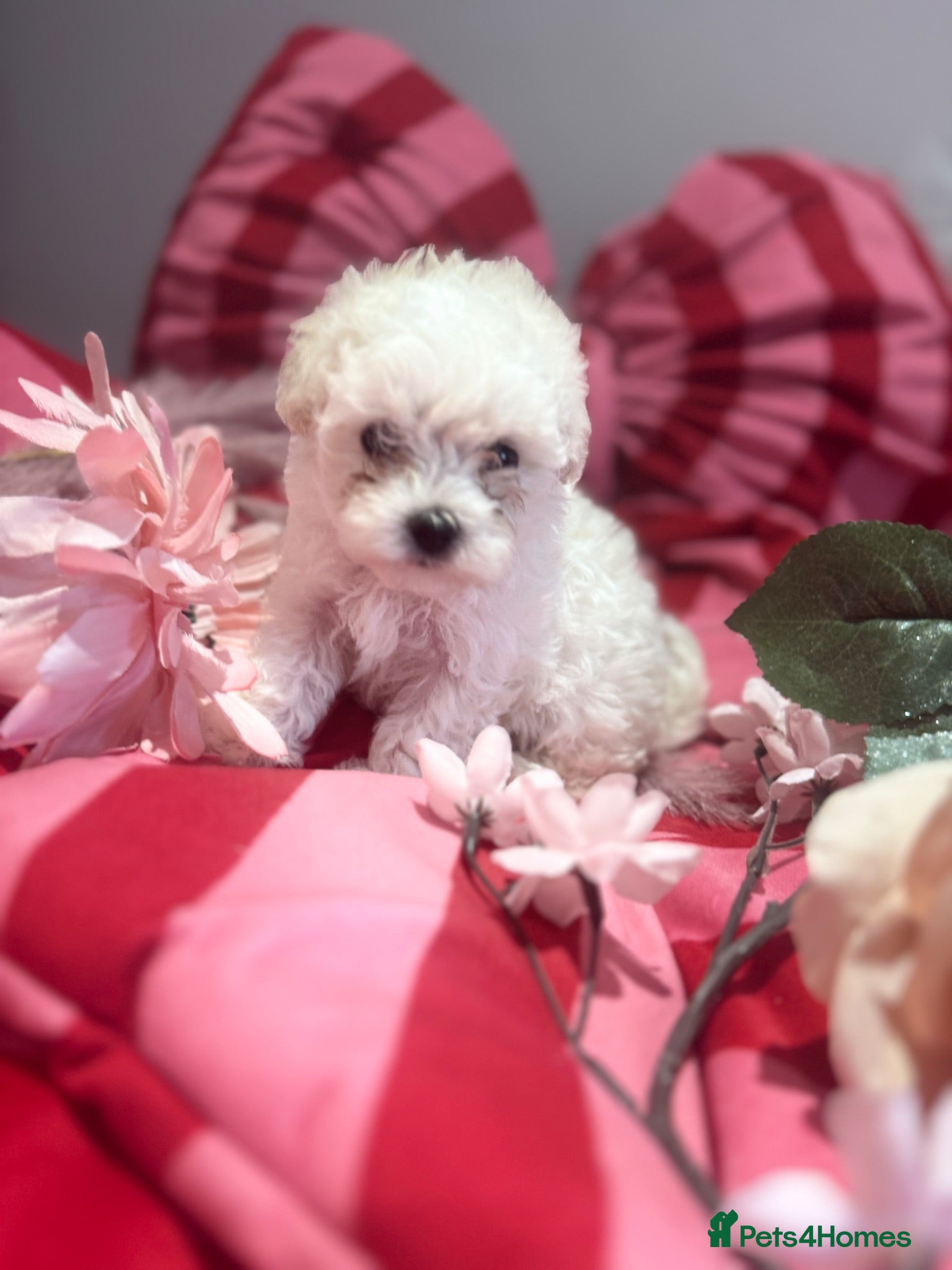 Maltipoo dogs F1 stunning Asian Maltipoo cream tiny puppies  - Advert 5