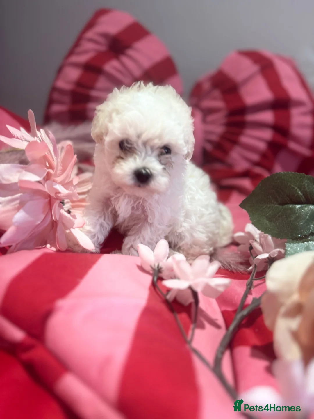 Maltipoo dogs for sale: F1 stunning Asian Maltipoo cream tiny puppies  - Advert 1