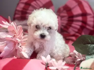 Maltipoo dogs F1 stunning Asian Maltipoo cream tiny puppies - Advert 5