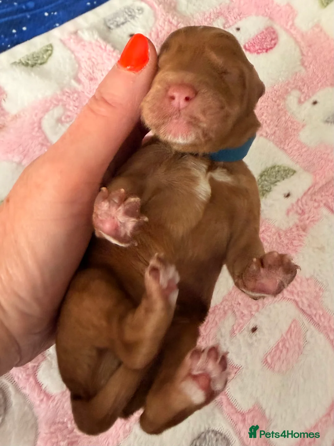 Australian Labradoodle dogs for sale: Australian Labradoodles - Advert 21