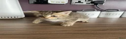 Mixed Breed cats for sale: Tabby kittens for sale in Plymouth - Advert 5