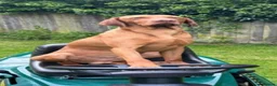 Hungarian Vizsla dogs for sale: Stunning KC Registered Hungarian Vizslas - Advert 7