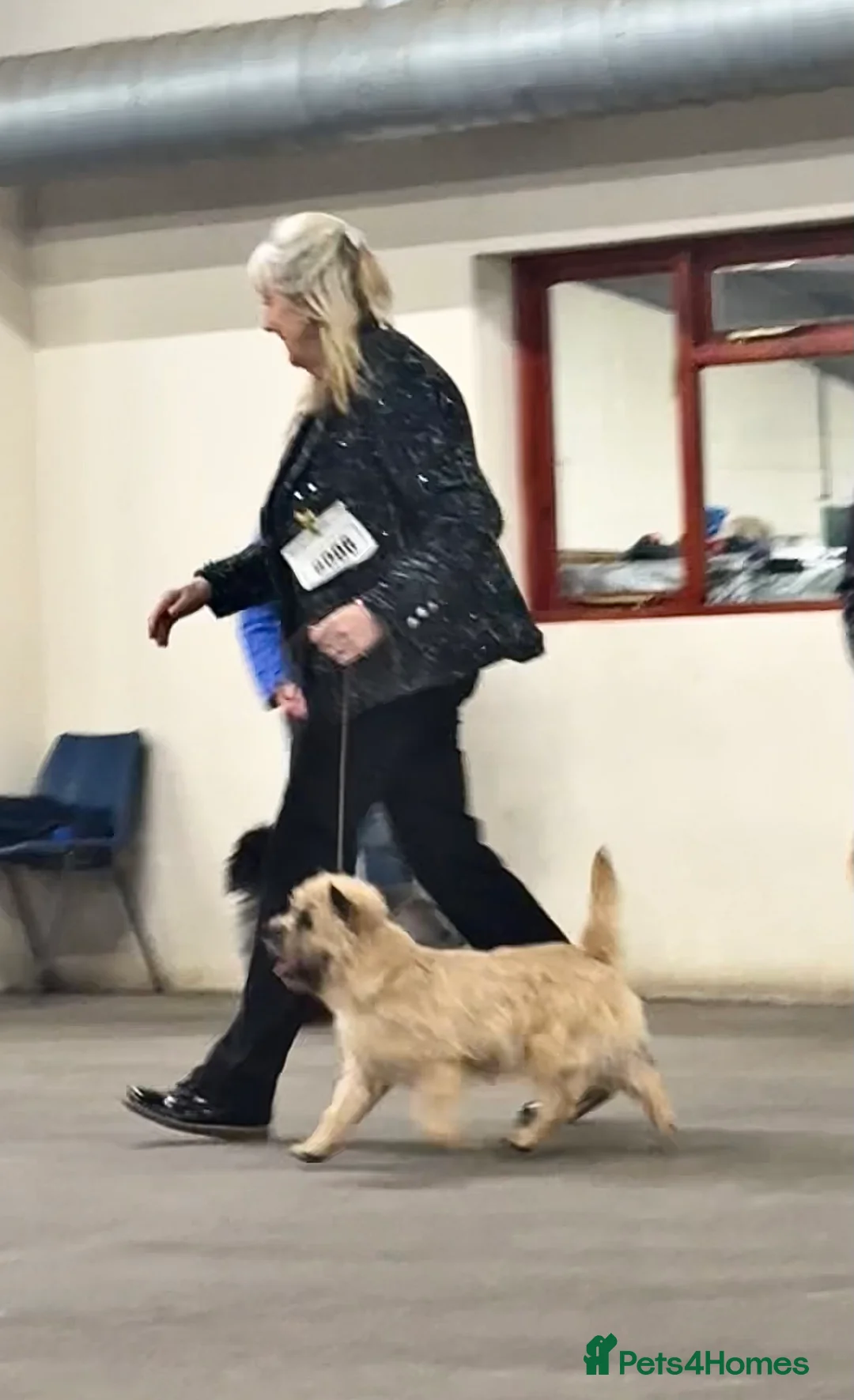 Cairn Terrier dogs for stud: Quality KC reg, health tested stud  - Advert 12