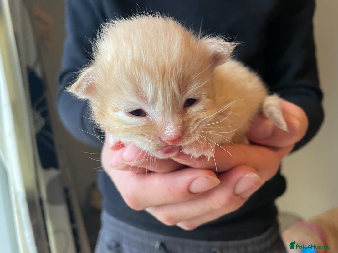Mixed Breed cats for sale: 3/4 Ragdoll kittens available to reserve - Image 2