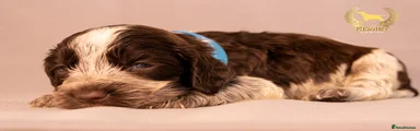 Chocolate Roan- Blue Collar