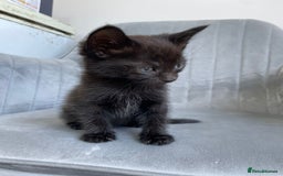 Mixed Breed cats for sale: Adorable kittens  - Image 13