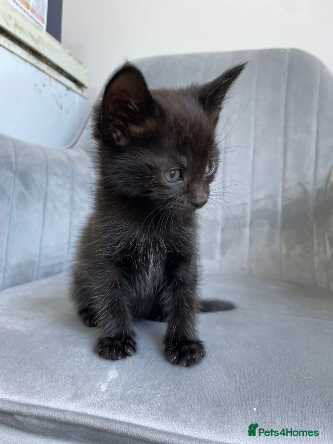 Mixed Breed cats for sale: Adorable kittens  - Image 13