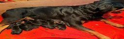 Rottweiler dogs for sale: ⊞⊞super Classic Family Companion pups⊞⊞ in Worthing - Advert 7