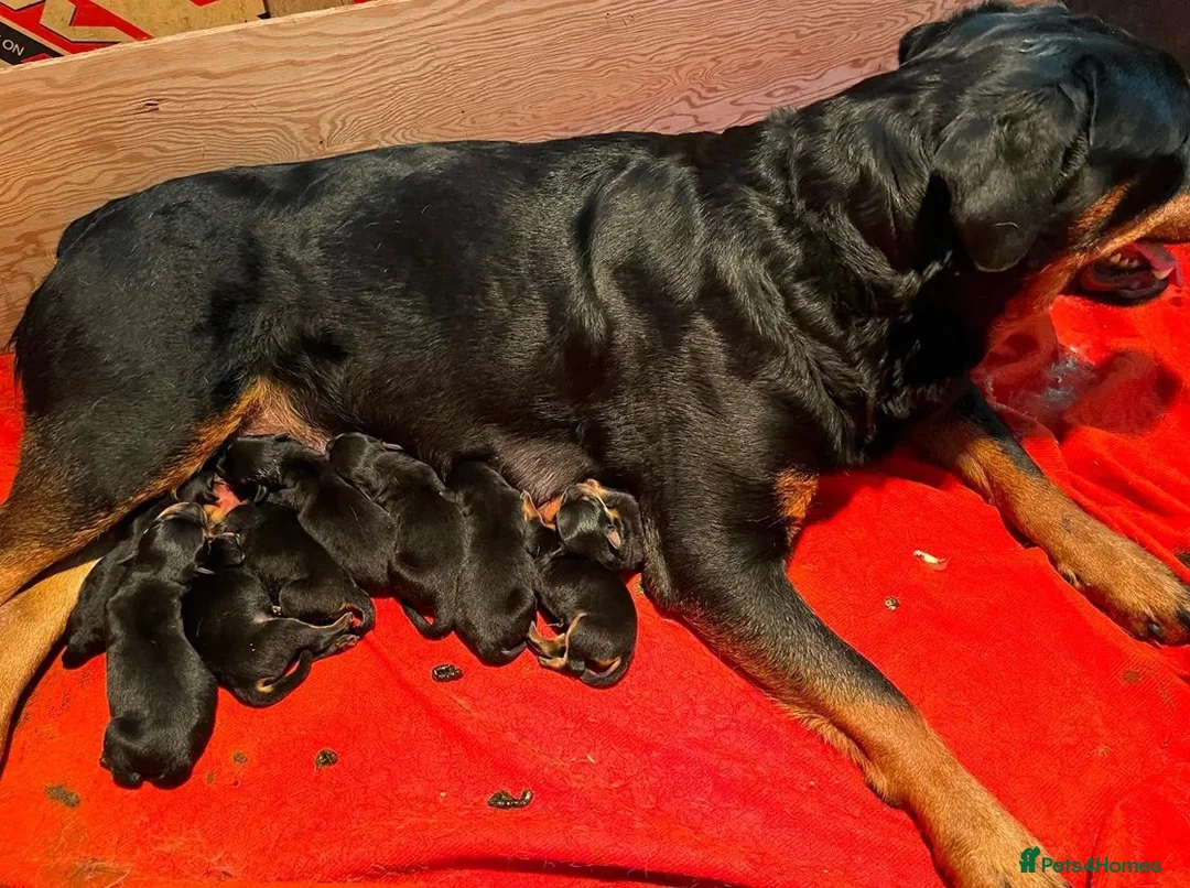 Rottweiler dogs for sale: ⊞⊞super Classic Family Companion pups⊞⊞ in Worthing - Advert 7
