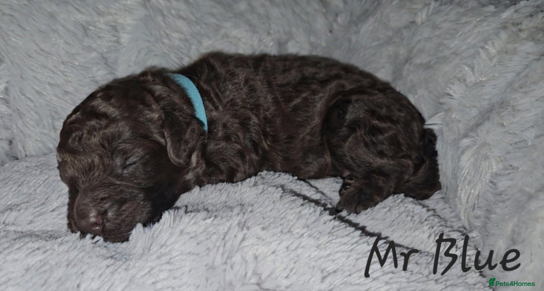 Cockapoo dogs for sale: F1b chocolate/Chocolate and Tan Cockapoo's  - Advert 6