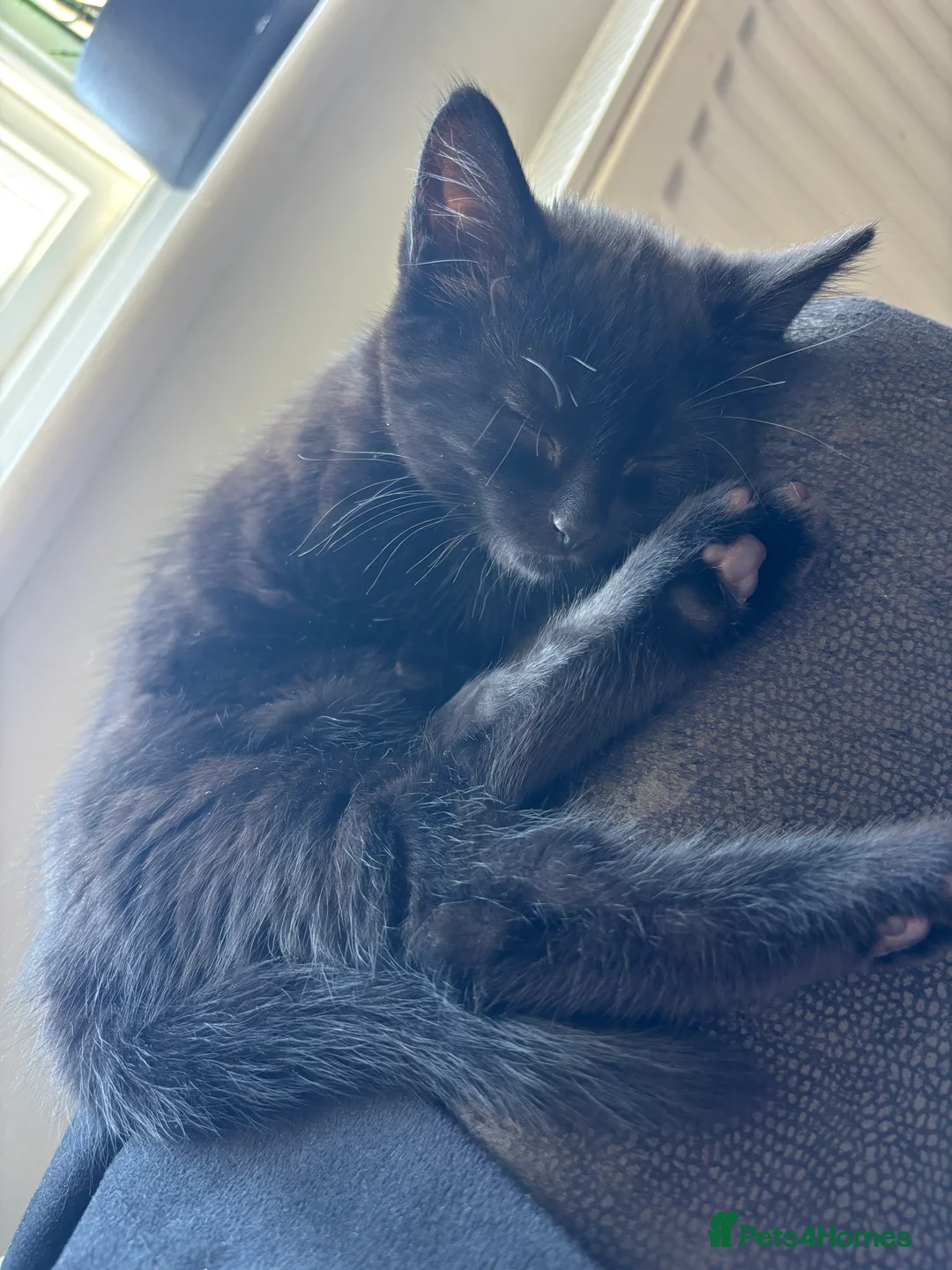 Mixed Breed cats for sale: I have 3 remaining kittens! Ready to go! - Advert 2