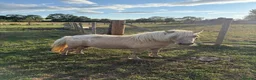 Shetland pony horses for sale: Beautiful Palomino Shetland  - Advert 5