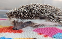 Pygmy Hedgehog rodents for sale: Beautiful Friendly Baby Hoglets. Reduced!!! - Image 5