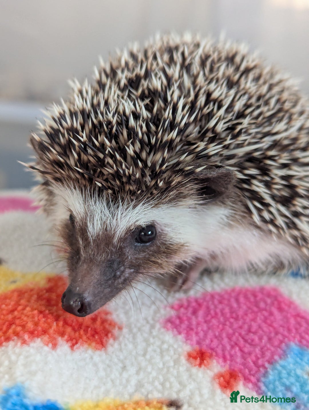 Pygmy Hedgehog rodents for sale: Beautiful Friendly Baby Hoglets. Reduced!!! - Image 5