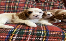 Cavalier King Charles Spaniel dogs for sale: Beautiful Cavalier King Charles KC Registered Pups - Image 20