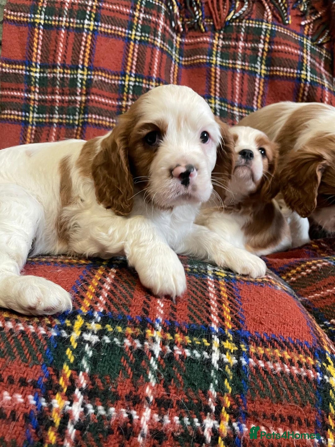 Cavalier King Charles Spaniel dogs for sale: Beautiful Cavalier King Charles KC Registered Pups - Image 20