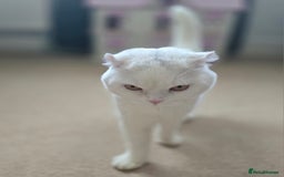 Scottish Fold cats for sale: Beautiful Scottish fold stud available  - Image 4