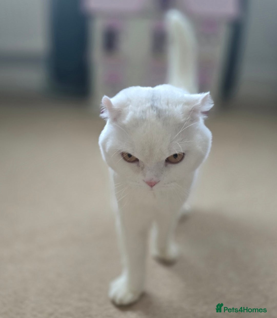 Scottish Fold cats for sale: Beautiful Scottish fold stud available  - Image 4