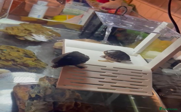 Turtle reptiles - Advert 2