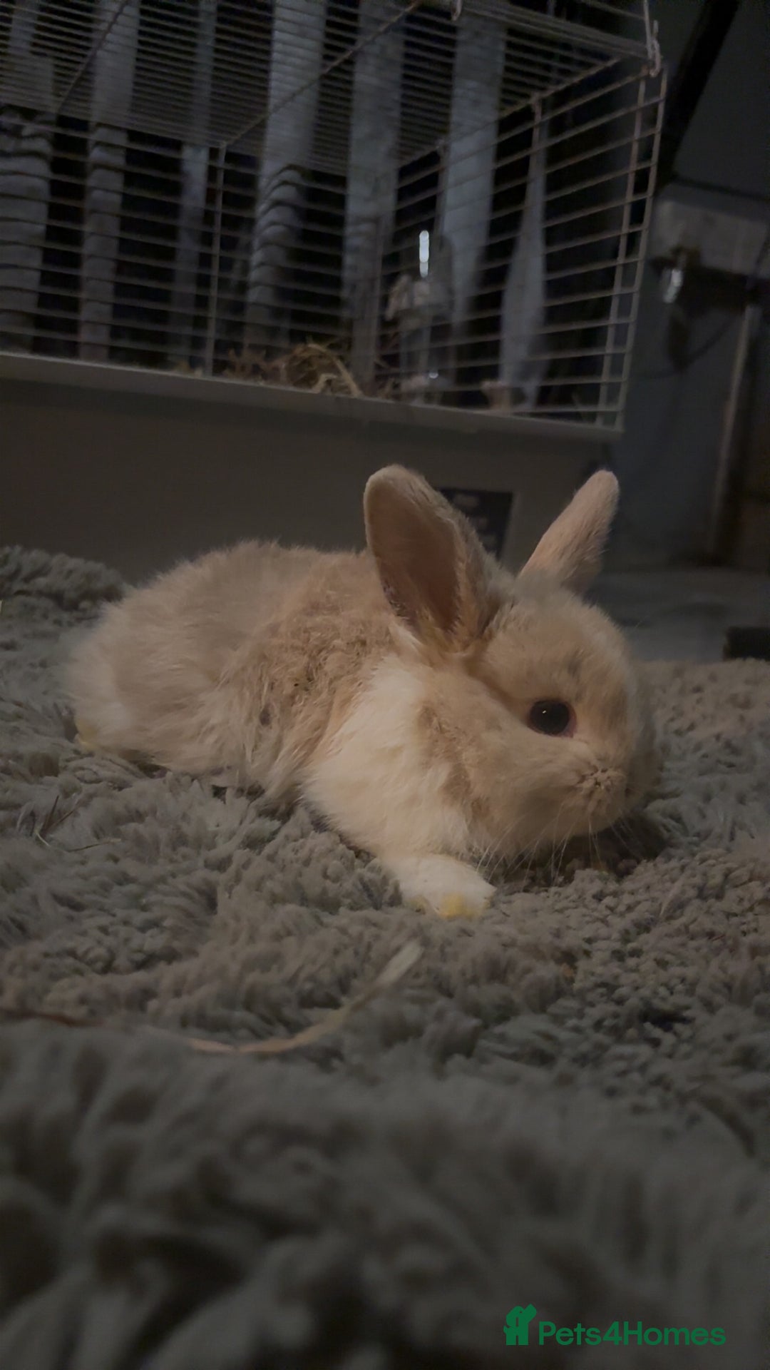 Mini Lop rabbits for sale: Lion head / mini lop mix baby male rabbits  - Advert 3