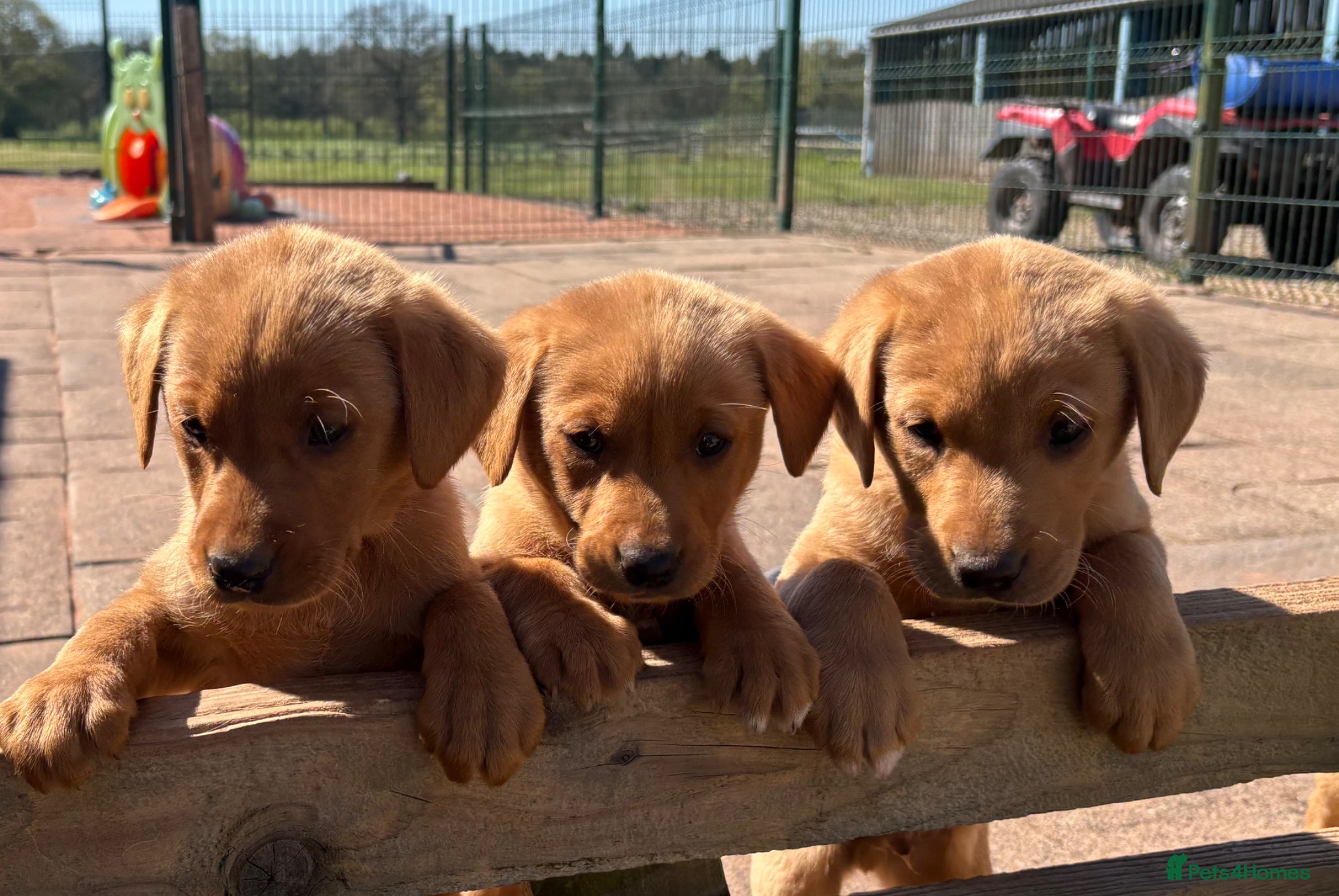 Labrador Retriever dogs Gorgeous KC  Fox Red pups for sale - Advert 1