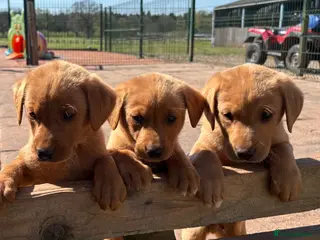 Labrador Retriever dogs for sale: Gorgeous KC Fox Red pups for sale - Advert 3