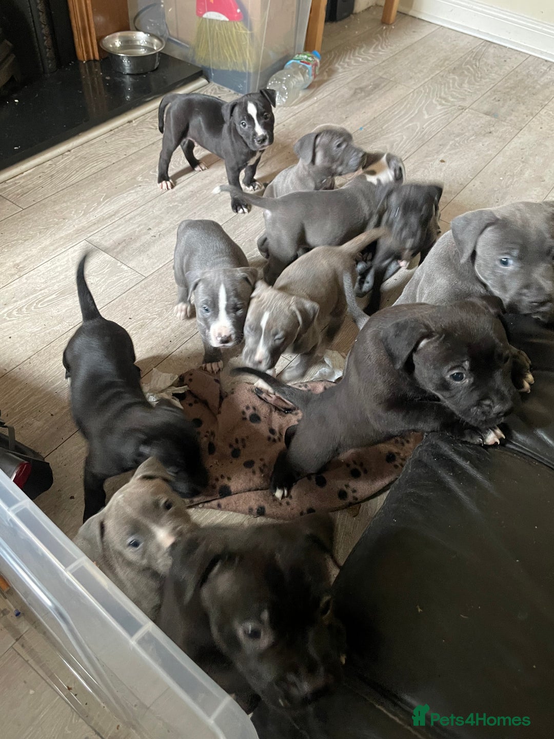 Staffordshire Bull Terrier dogs for sale: Original "old-time" black Staffy pups *rare* - Image 11
