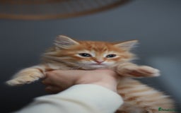 Mixed Breed cats for sale: Gorgeous Ginger Kittens - Image 5
