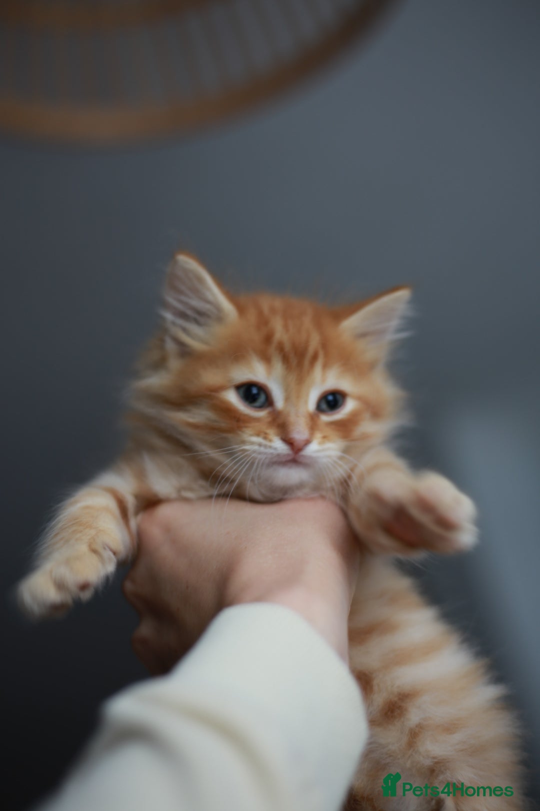 Mixed Breed cats for sale: Gorgeous Ginger Kittens - Image 5