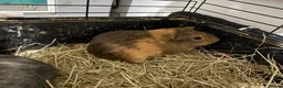 Guinea Pig rodents for sale: Guinea pig boars  - Advert 5