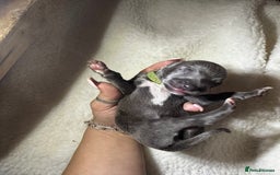 Whippet dogs for sale: Pedigree Purebred Blue and Two Toned Whippets - Image 23