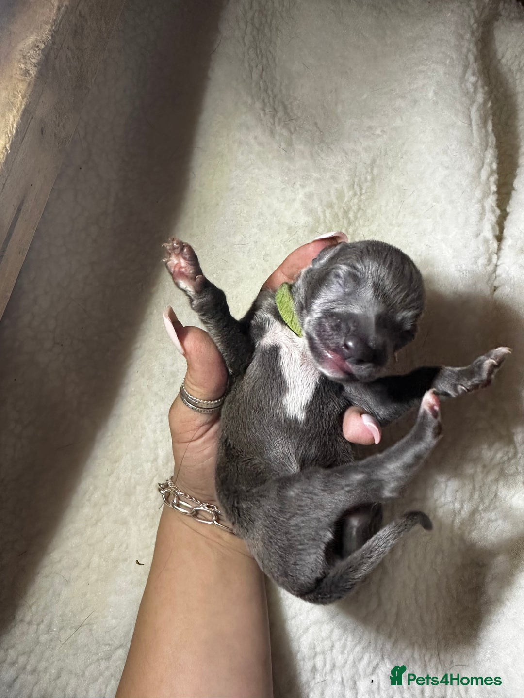 Whippet dogs for sale: Pedigree Purebred Blue and Two Toned Whippets - Image 23