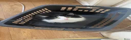 Norwegian Forest Cat cats for sale: Moo  £150 ONO - Advert 10
