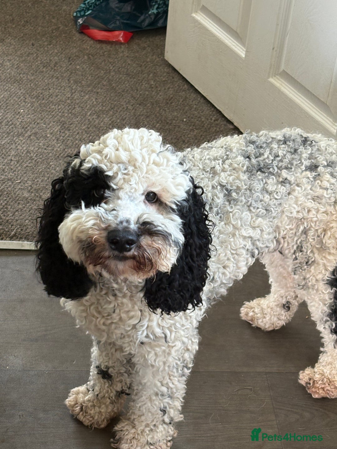 Cockapoo dogs for sale: Milo  - Image 11