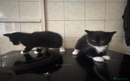 Domestic Shorthair cats for sale: Domestic Kittens - Image 2
