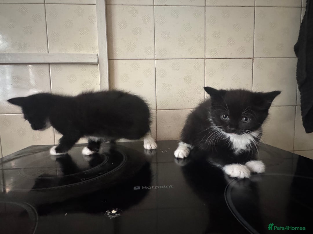 Domestic Shorthair cats for sale: Domestic Kittens - Image 2